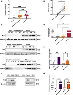 Overexpression of Nrf2 in bone marrow mesenchymal stem cells promotes B-cell acute lymphoblastic leukemia cells invasion and extramedullary organ infiltration through stimulation of the SDF-1/CXCR4 axis
